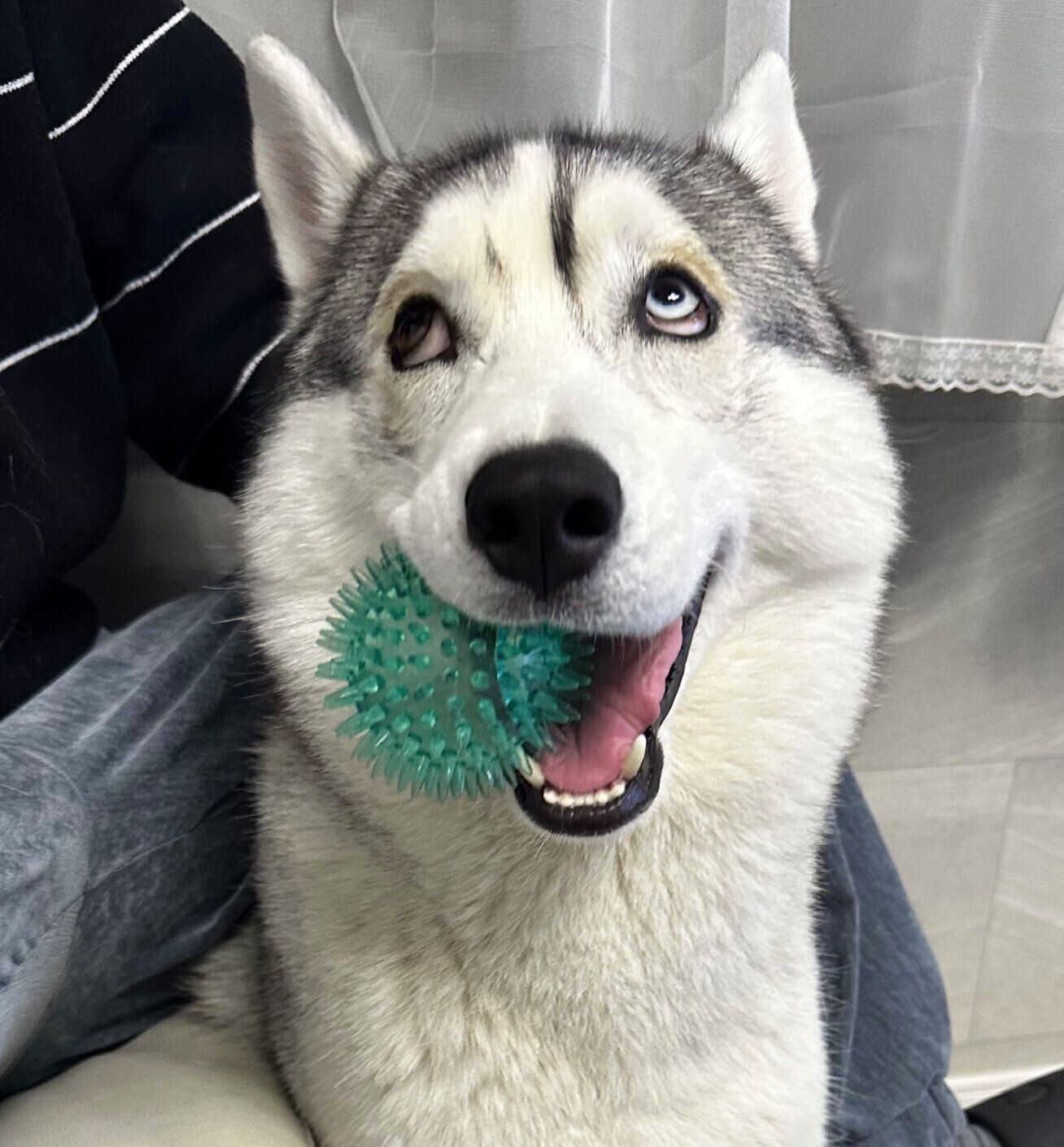 おもちゃをくわえるロゼくん