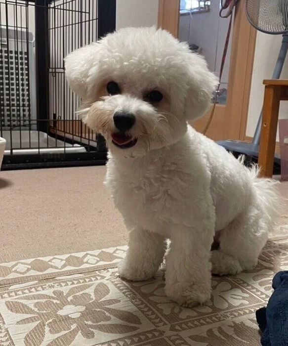 飼い主さんを見つめるノワちゃん