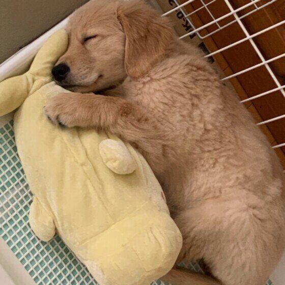 眠るゴールデン・レトリーバー