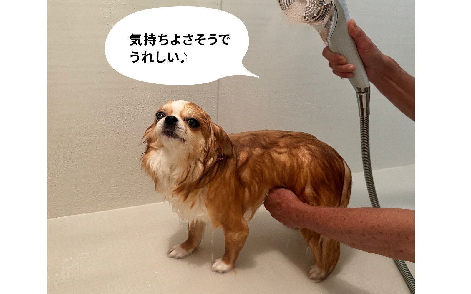 リファ リファファインバブル シャワーヘッド おうちシャンプー 愛犬シャンプー チワワ