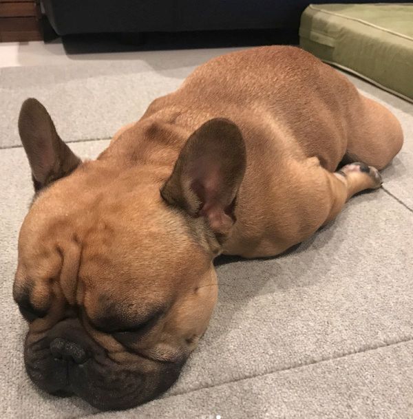 驚きの体勢で寝落ちしちゃう犬