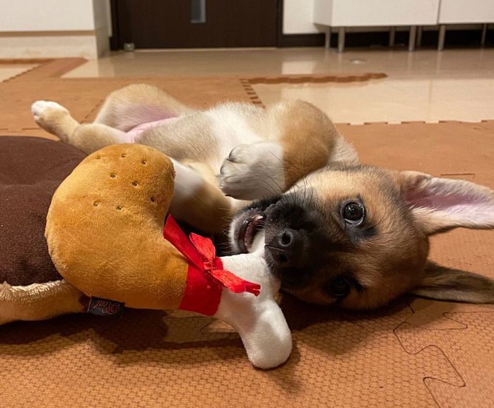 おもちゃをくわえて寝転がるぺこちゃん