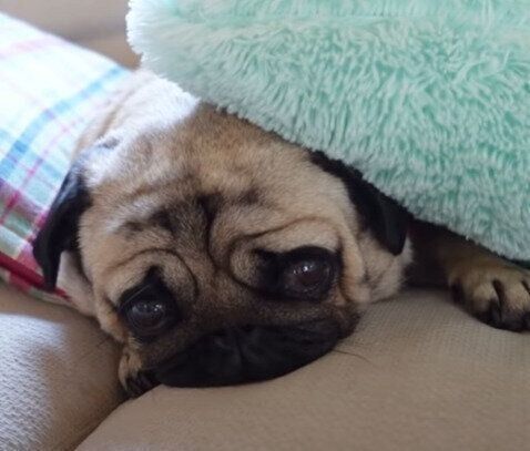 クッションに埋もれるぷぅちゃん