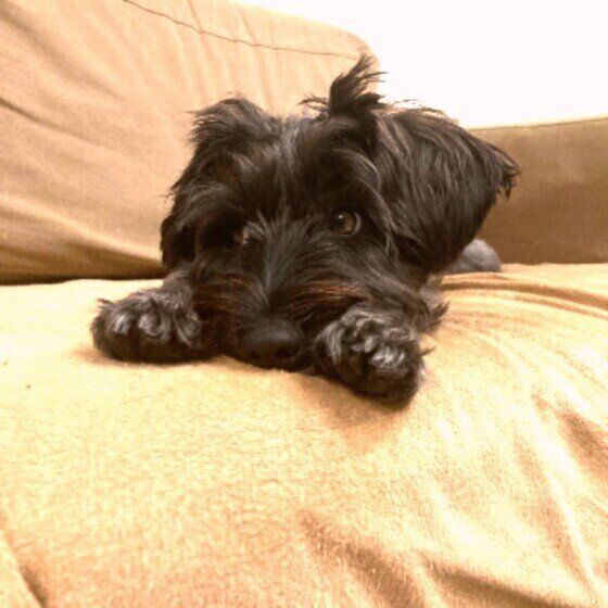 くつろぐミニチュア・シュナウザー