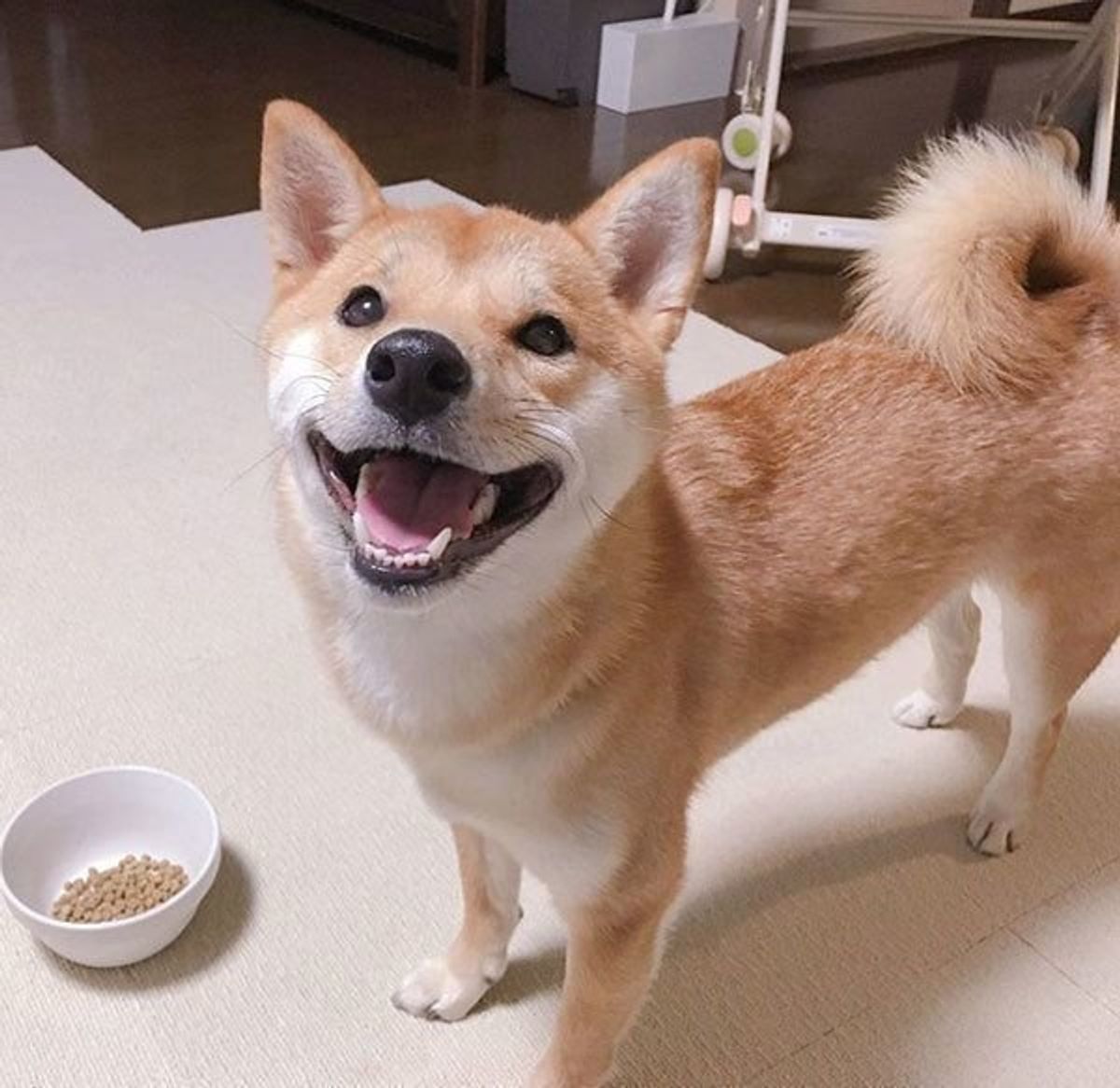 思わず二度見 子犬が見せた予想の斜め上を行く行動に反響 いぬのきもちweb Magazine 思わず二度見 子犬が見せた予想の斜め上を行く行動に反響 いぬのきもちweb Magazine