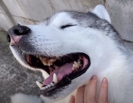 シベリアンハスキー　文太