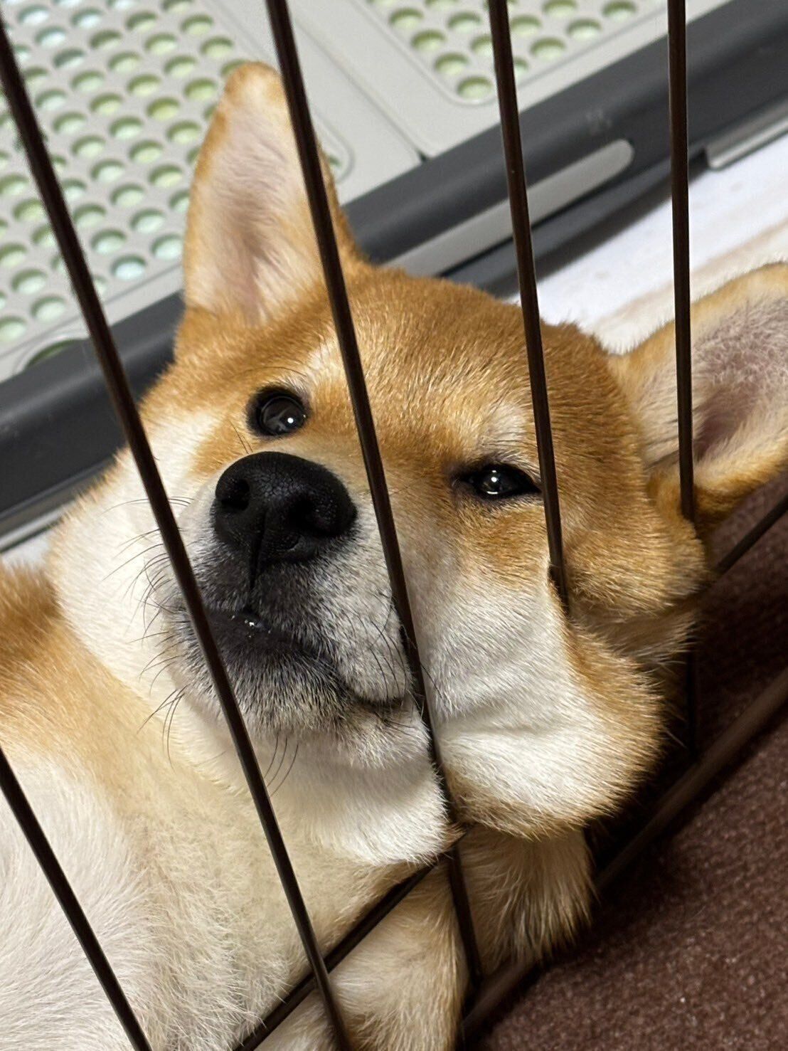 「ほっぺがこぼれている」様子の柴犬