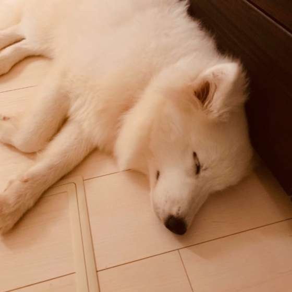 サモエドの特徴と性格 飼い方 価格相場など 犬図鑑 いぬのきもちweb Magazine サモエドの特徴と性格 飼い方 価格相場など 犬図鑑 いぬのきもちweb Magazine