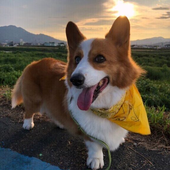 お散歩するウェルシュ・コーギー・ペンブローク