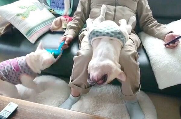 パパさんの膝の上で派手にくつろぐボブくんと、おもちゃで遊ぶイブちゃん