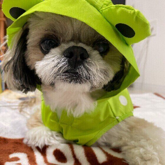 シー・ズーのmocoちゃん