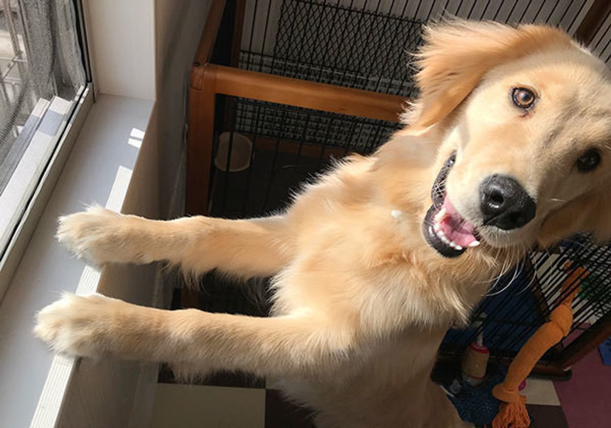 専門家が解説 犬がオシッコのときに吠えるワケ かわいすぎる理由があった いぬのきもちweb Magazine 専門家が解説 犬がオシッコのときに吠えるワケ かわいすぎる理由があった いぬのきもちweb Magazine
