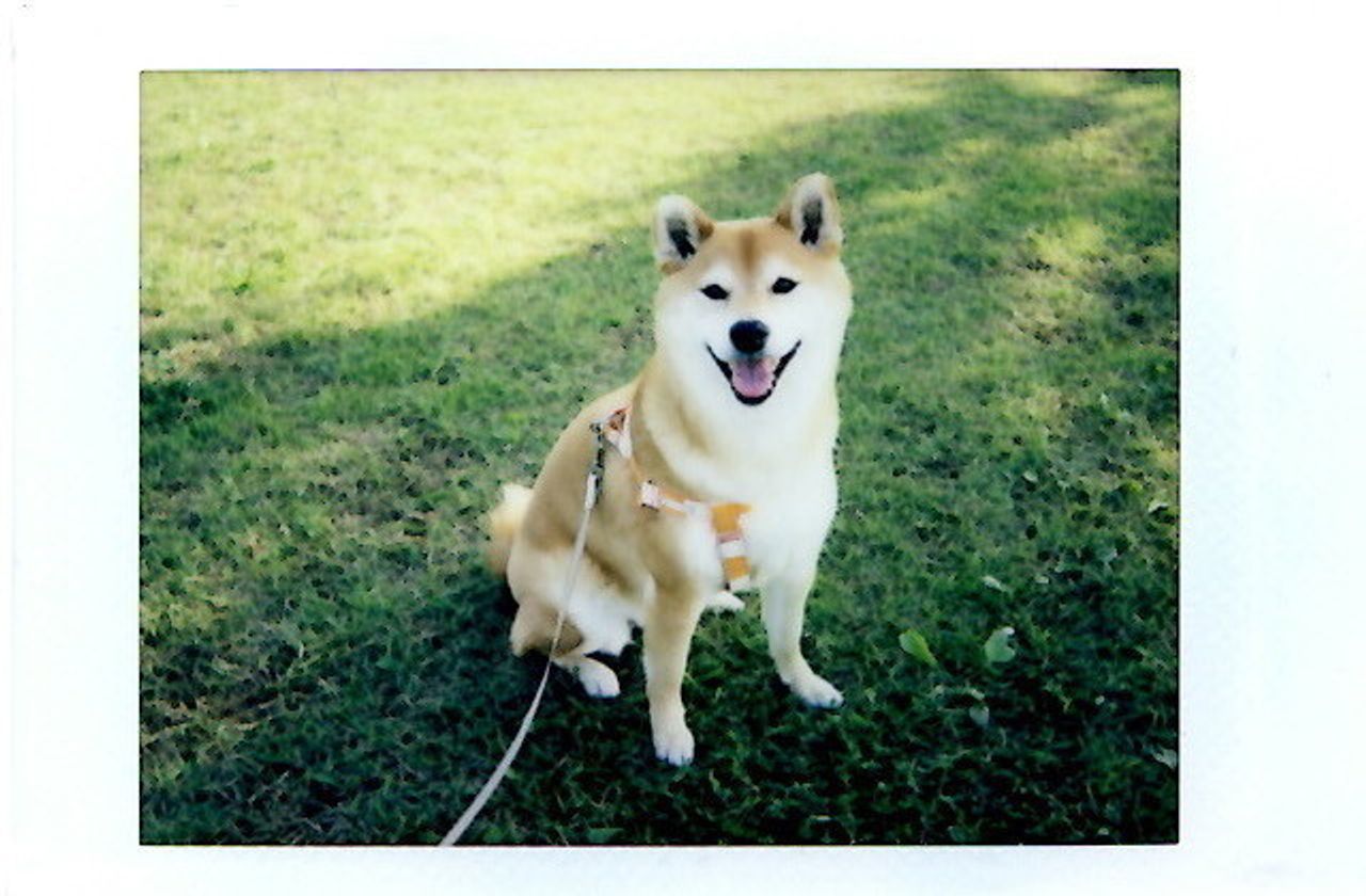 柴犬マロたんをインスタントカメラで撮ってみた デジカメにはない色と空気感を写すのだ いぬのきもちweb Magazine 柴犬マロたんをインスタントカメラで撮ってみた デジカメにはない色と空気感を写すのだ いぬのきもちweb Magazine