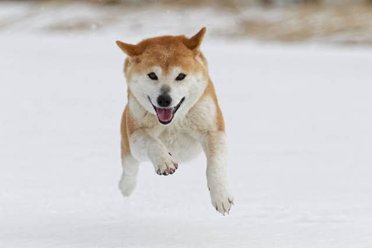 見逃さないで 年代別に注意したい 犬のストレスと病気のサイン いぬのきもちweb Magazine 見逃さないで 年代別に注意したい 犬のストレスと病気のサイン いぬのきもちweb Magazine