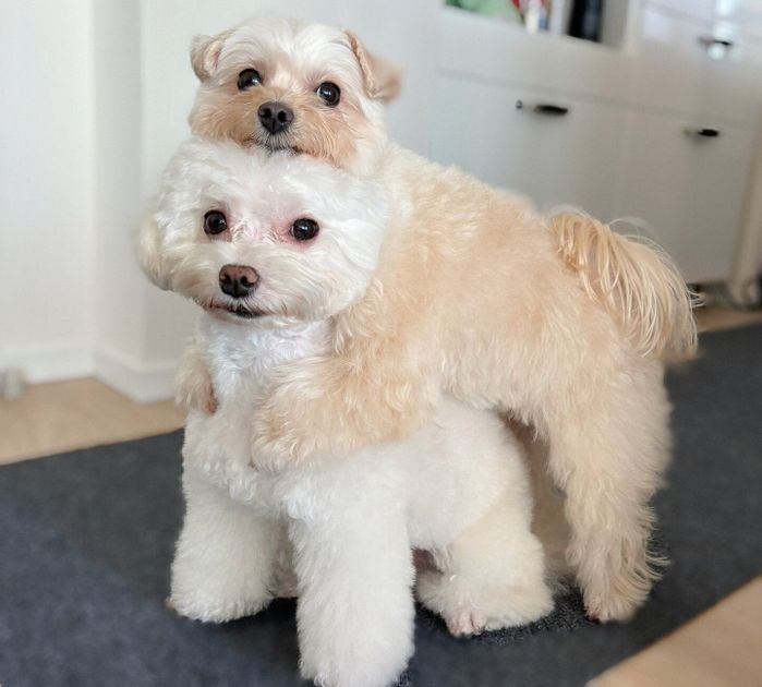 得意のポーズをとる犬(写真:下)と犬(写真:上)