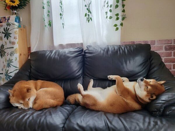 眠る北翔くん、紬ちゃん