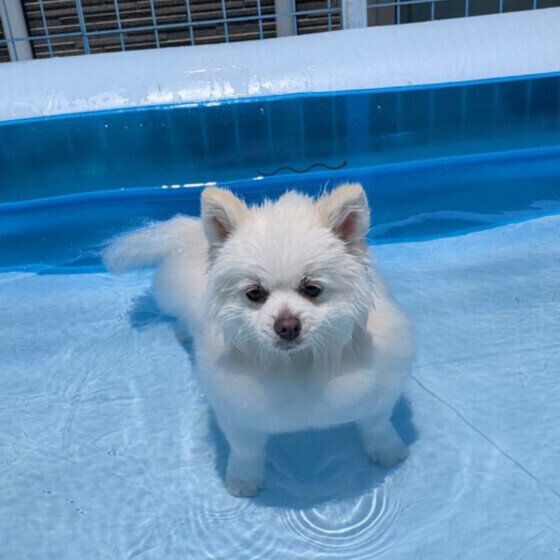 愛犬と水遊び・川遊びを楽しむときに必要な持ち物は？ 水遊びで注意すること いぬのきもち