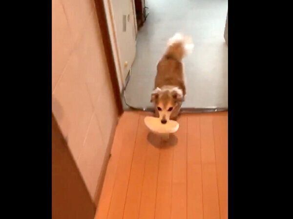 お皿をくわえて走るモコナモドキくん