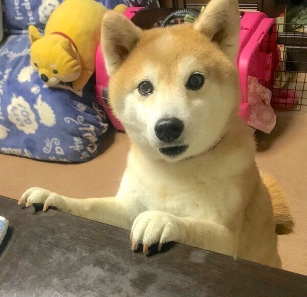 見つめるりんちゃん