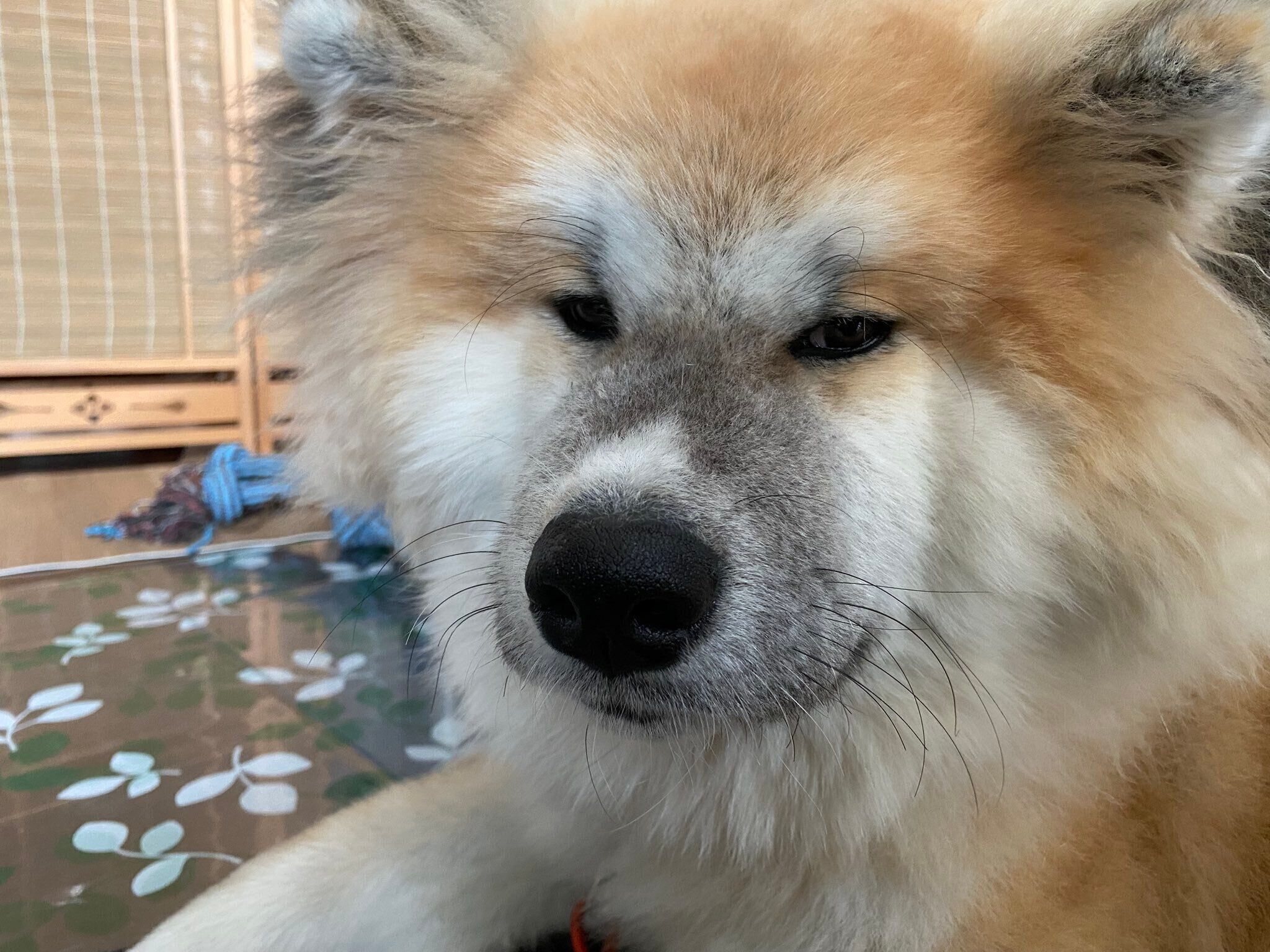 眠そうなちゃちゃみちゃん