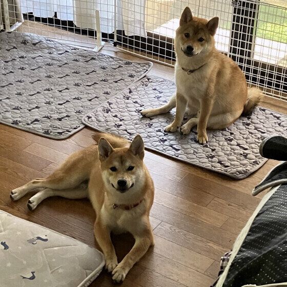 これからお留守番をするそら豆くんたち