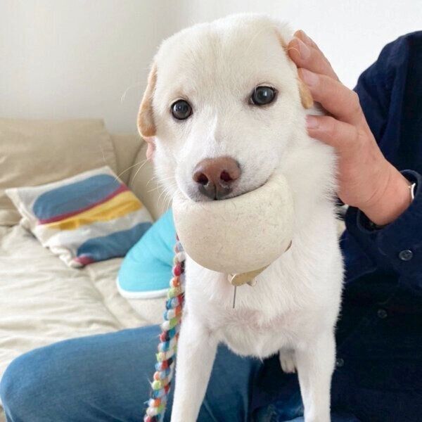 ボールをくわえるむぎちゃん