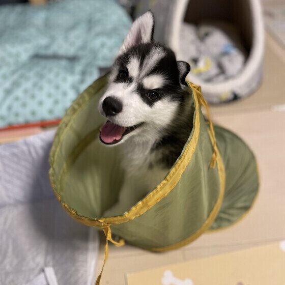 犬が話すように「アウアウ」鳴く理由は？ 犬がしゃべるように鳴くときの気持ち シベリアン・ハスキー