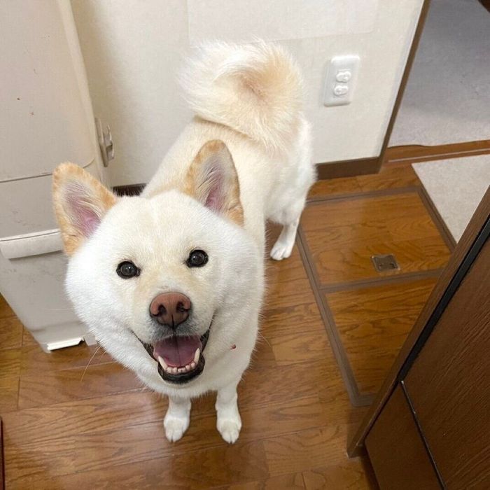 ニコニコで見つめる白玉ちゃん