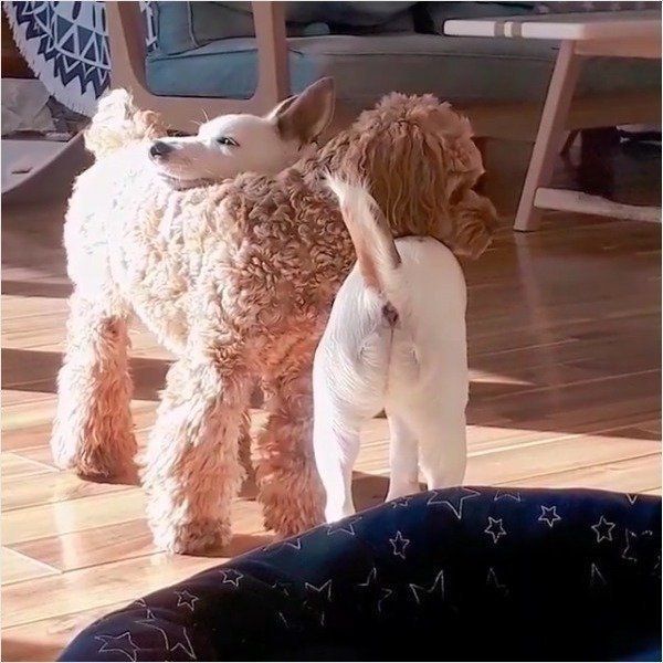 ロンくんとネロくん