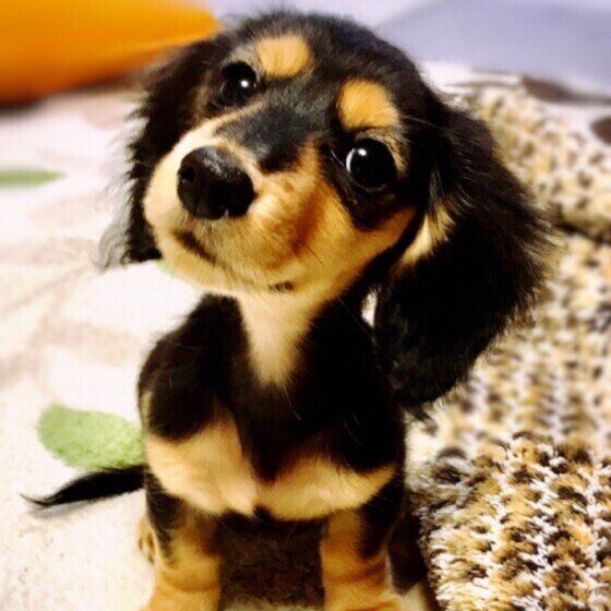 首をかしげ、愛らしい表情でこちらを見つめるカニーンヘン・ダックスフンド