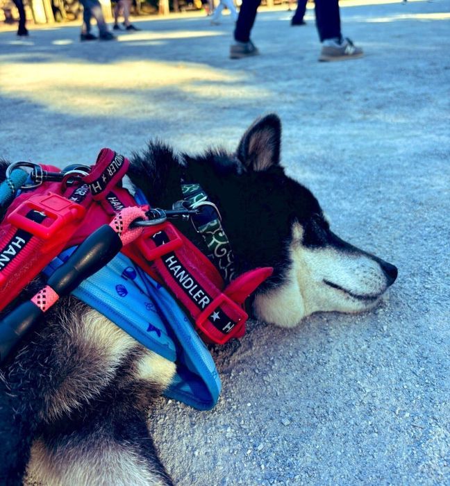 公園の広場の真ん中で眠る柴犬
