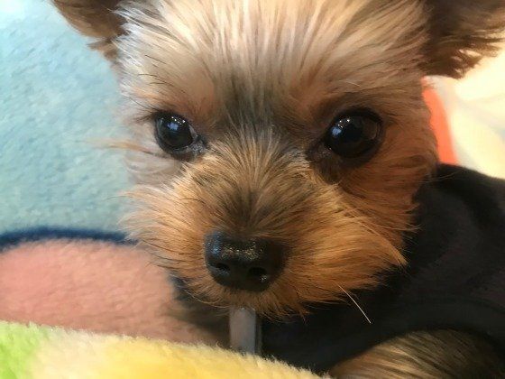 見つめるヨークシャー・テリア