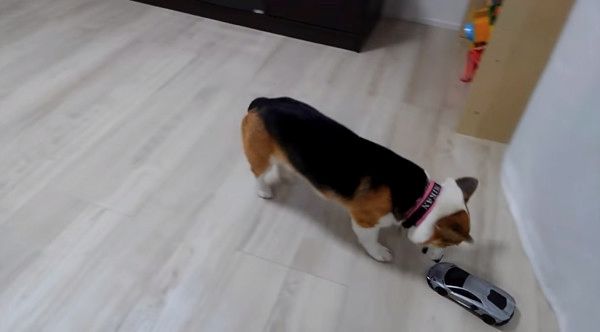 ラジコンを襲撃するコーギー