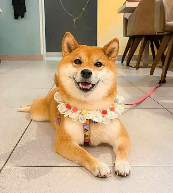 優しく笑うももっぷちゃん