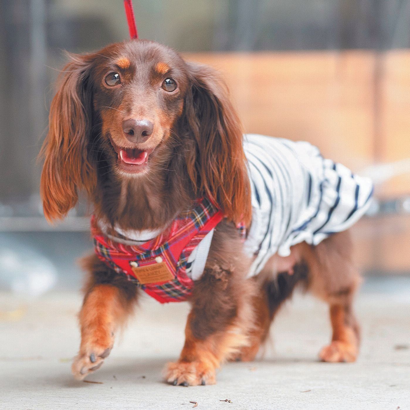 歩ちゃん（メス・推定3才／3.5kg／ミニチュア・ダックスフンド／甘えん坊）