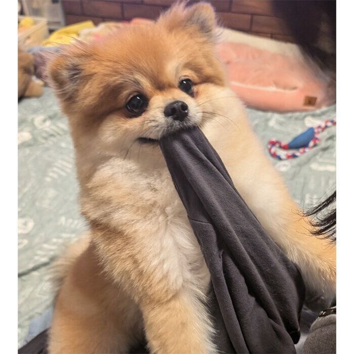 お姉ちゃんのTシャツを離したくないぽてちくん。