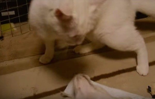 じゃれ合う犬と猫