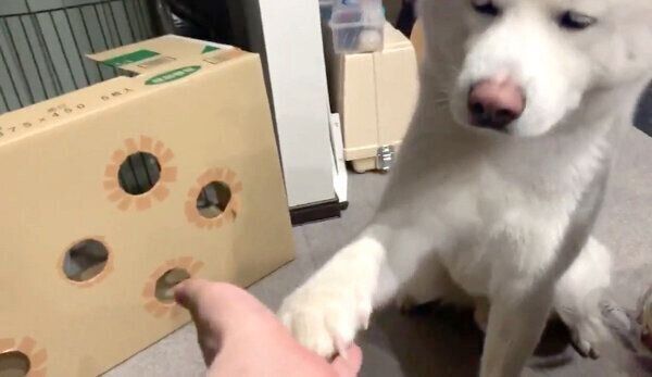 おかわりアピールをするもんたろうくん