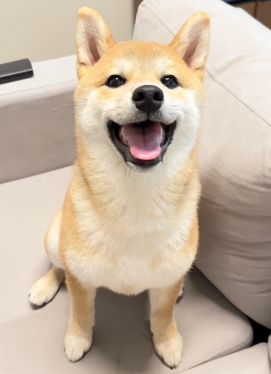 見つめるつくねちゃん