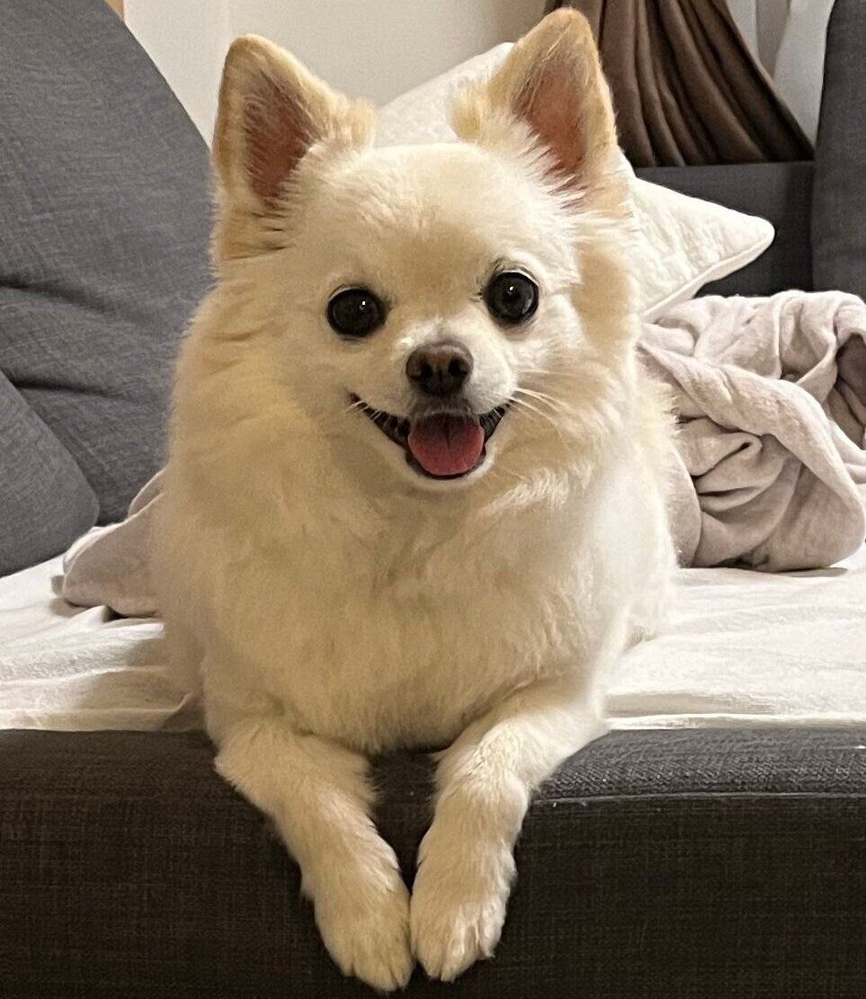 飼い主さんに「かわいい」と言わせたこむぎちゃん