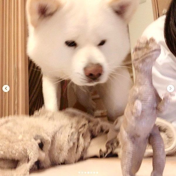 おもちゃを噛む任三郎くん