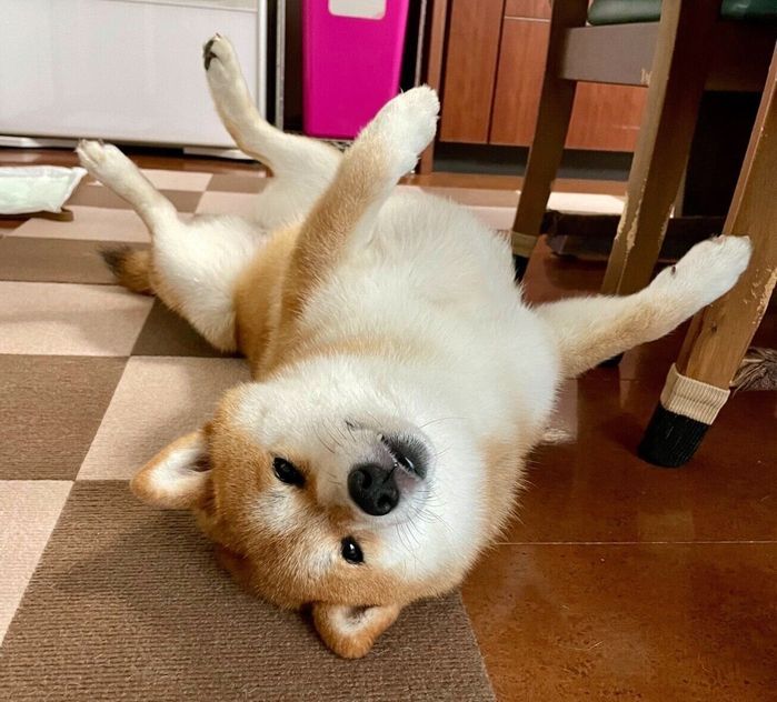 ヘソ天するあずきちゃん