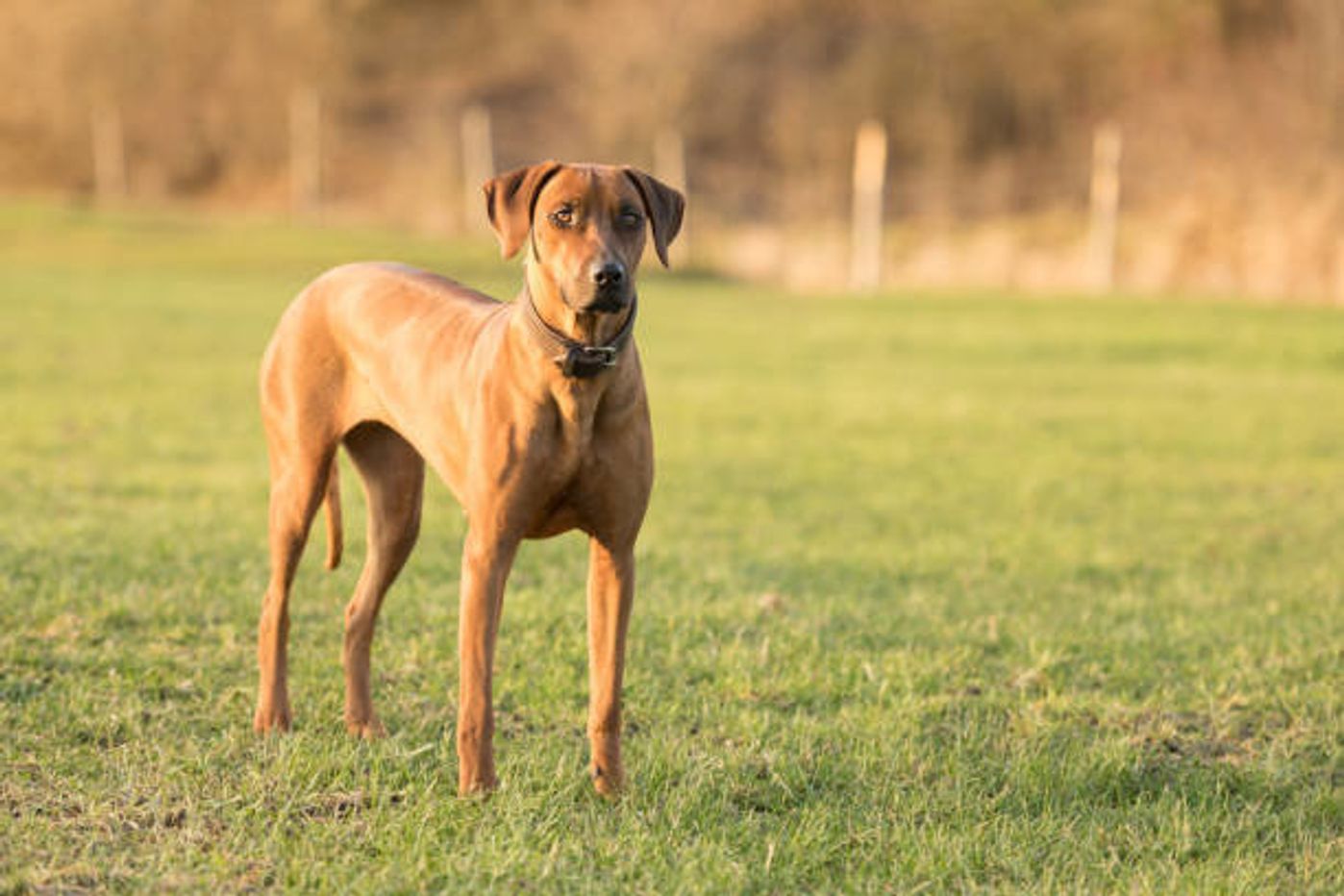 ローデシアン リッジバックの特徴 性格 最新価格と飼い方 いぬのきもち 犬図鑑 いぬのきもちweb Magazine ローデシアン リッジバックの特徴 性格 最新価格と飼い方 いぬのきもち 犬図鑑 いぬのきもちweb Magazine