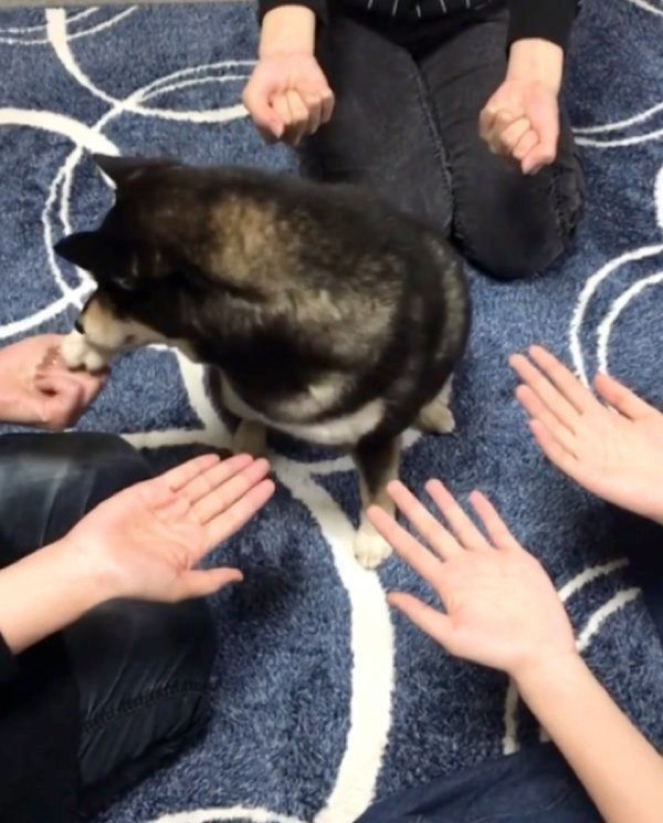 ゲームをする豆柴