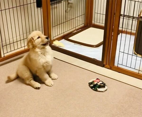 オスワリするコメちゃん