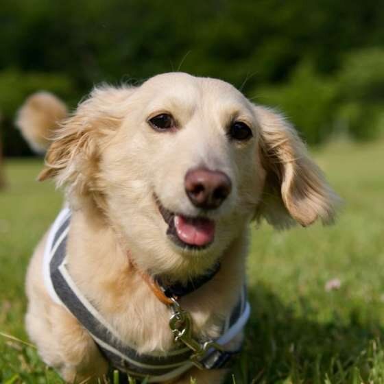 ミニチュア・ダックスフンドのアンくん