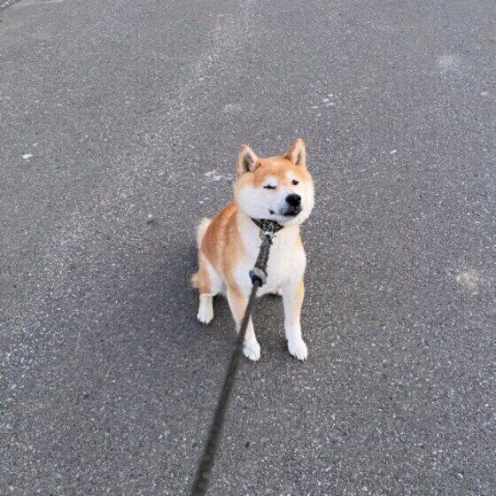 柴のコタローくん