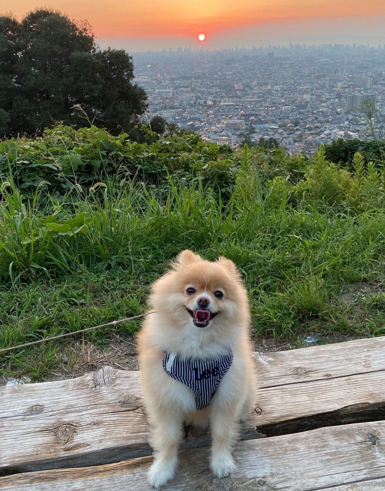 楽しそうなこまめくん