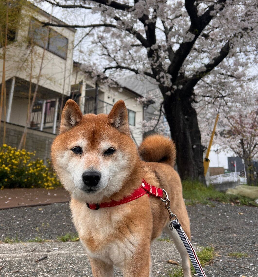 桜の時期に散歩をするたぬ吉くん。