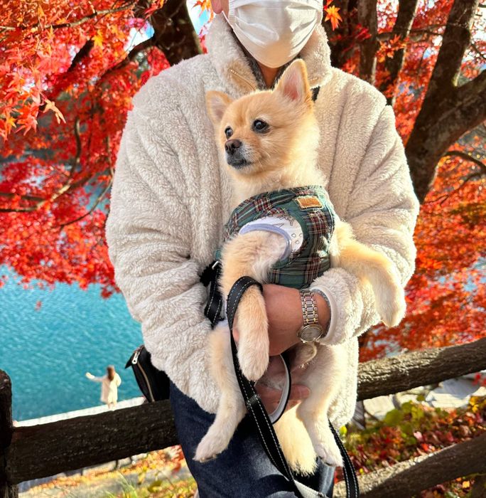 抱っこされているポメちゃん